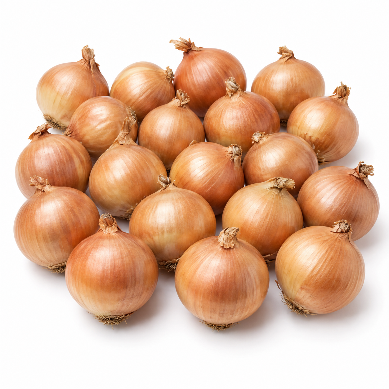 Cebolla